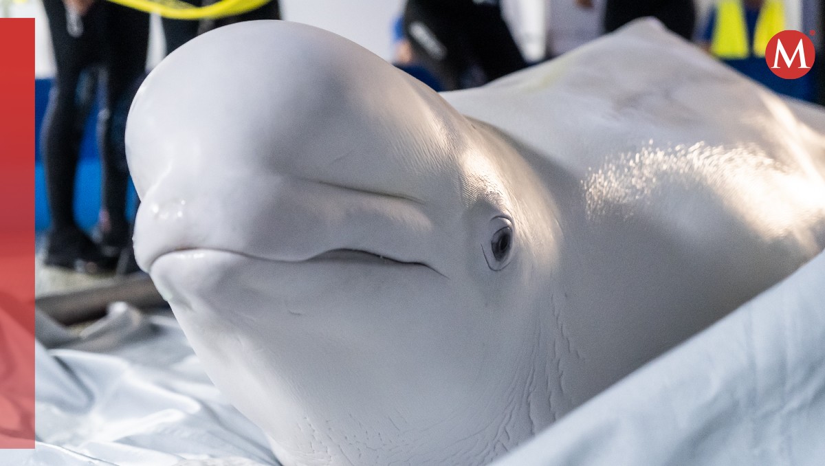 La belugas llegaron delicadas de salud por el largo viaje. | X