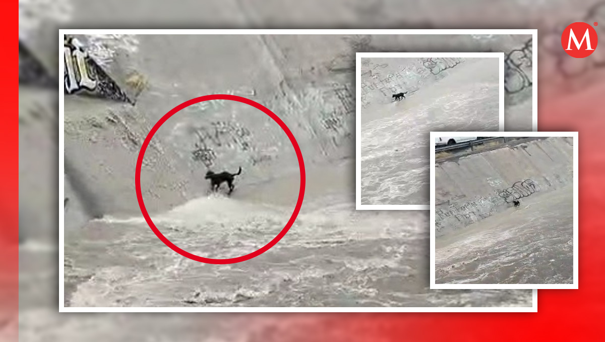 Perrito atrapado en Santa Catarina. Foto: Especial