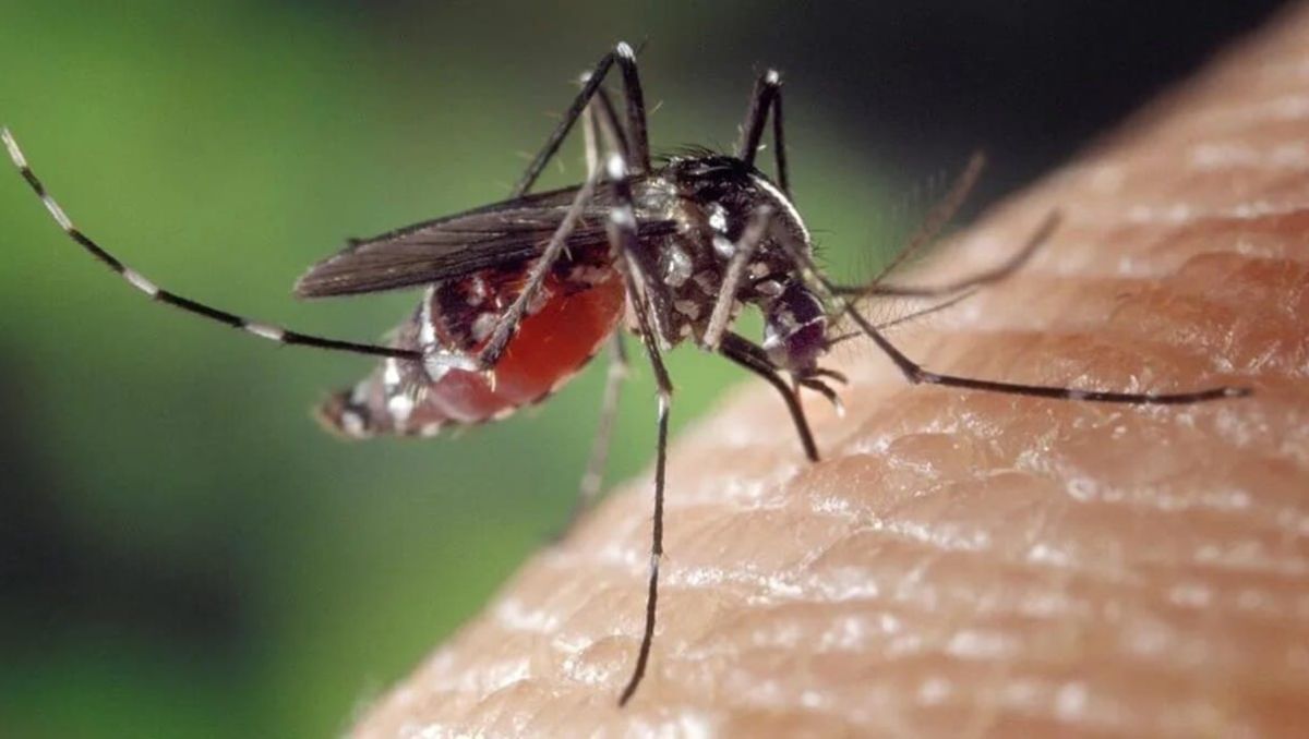En Cuencamé, reportan caso sospechoso de dengue. | Especial