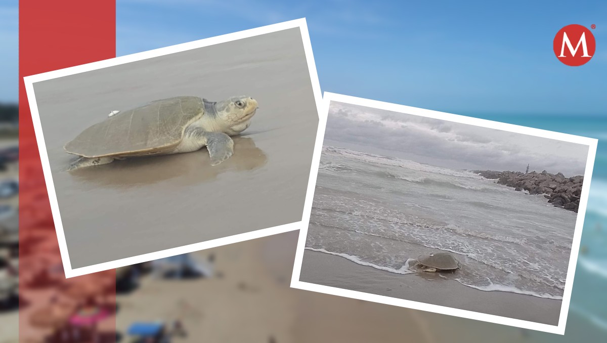Tortuga sale del mar para desovar en playa Miramar