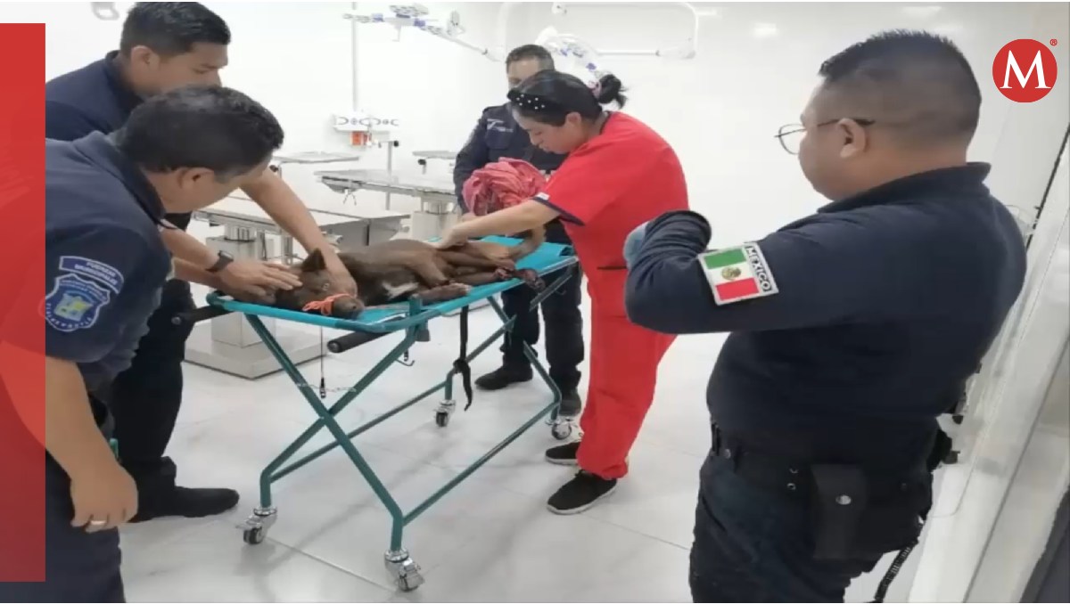 Veterinaria atienda a perro arrollado por una locomotora. Foto: (Especial)