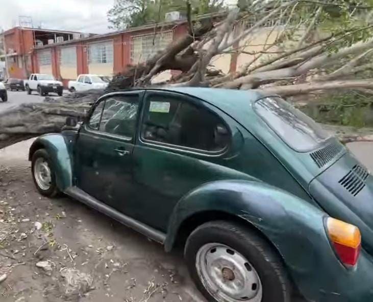 Un Volkswagen verde quedó atrapado bajo un árbol derribado por fuertes vientos