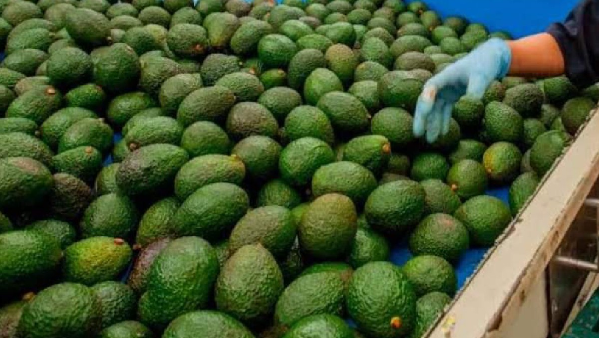 Advierten las pérdidas por el aguacate serán muy altas si continúa el cierre de la frontera de Estados Unidos. Foto: (Especial)