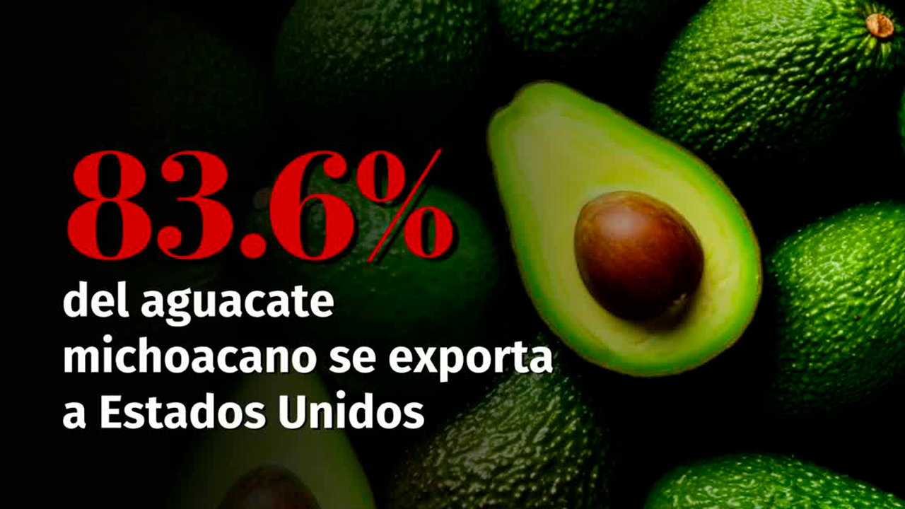 El bloqueo a la exportación de aguacate puede generar pérdidas de hasta 60 mdd por día