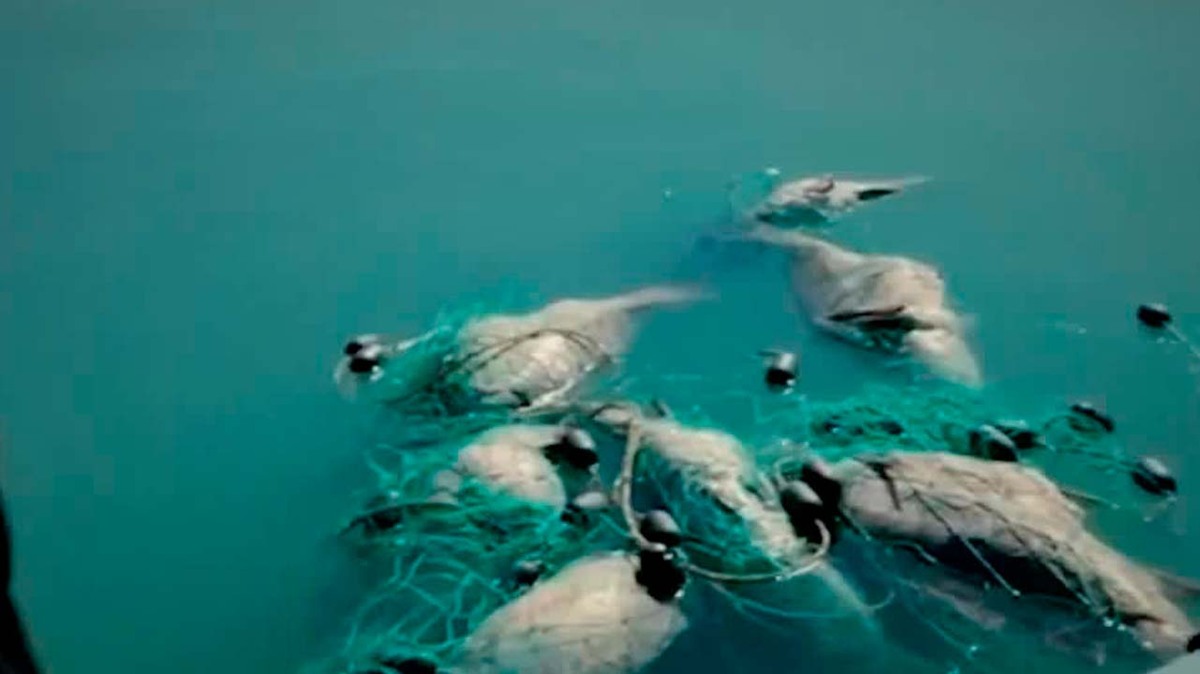 Población de la vaquita marina disminuyó 97% en Baja California | Milenio Hábitat