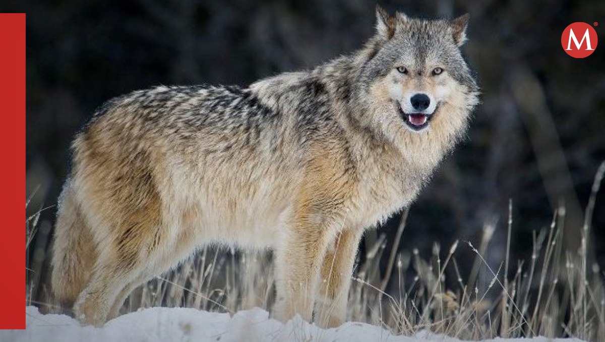 Practican la autopsia a un lobo prehistórico
