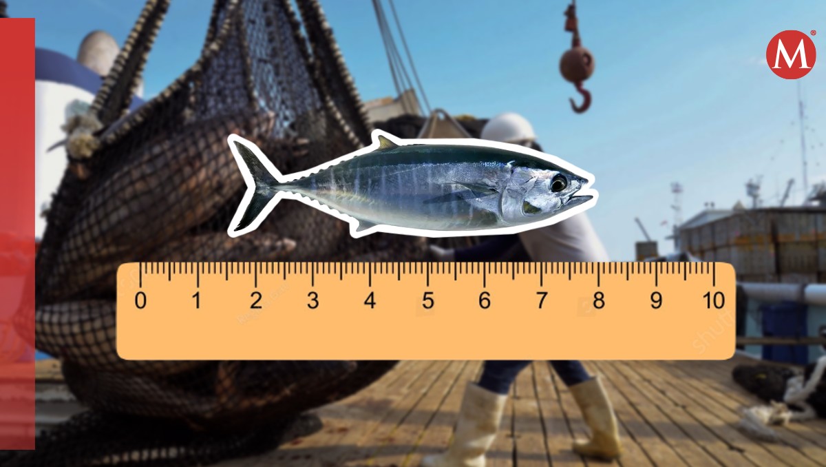 La reducción de los peces aumenta la actividad pesquera. | Especial