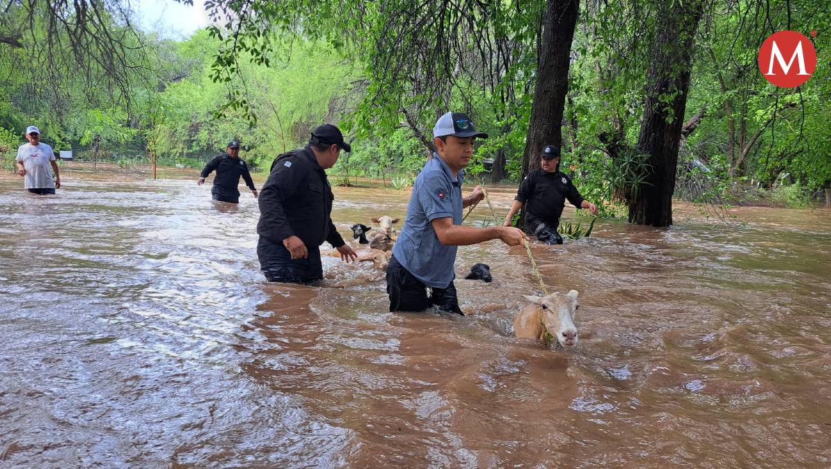 Rescate de borregos tras desbordamiento de río Corona, Tamaulipas.