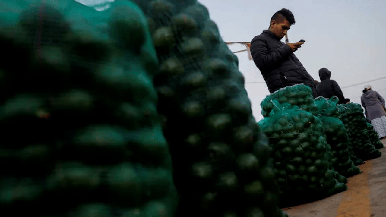El aguacate mexicano destaca como líder en exportaciones agroalimentarias. | Especial