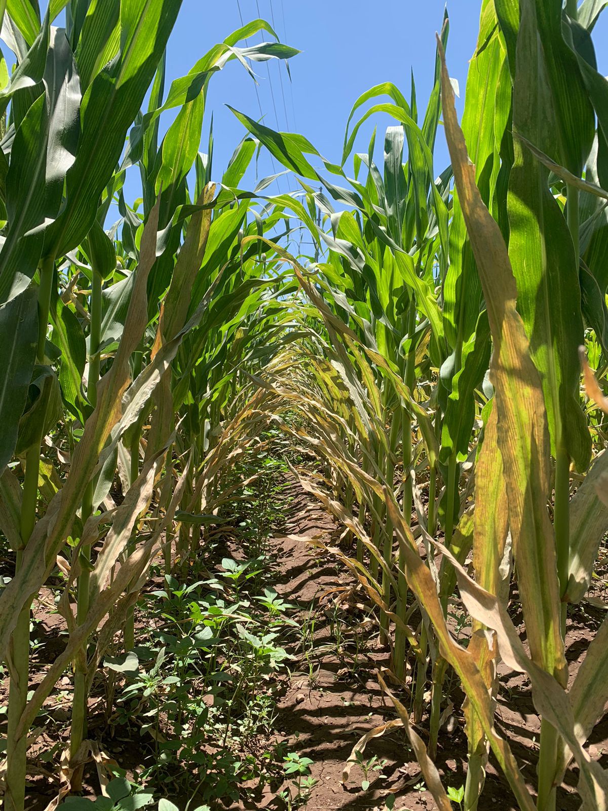 Agricultura en Chihuahua en riesgo por severa sequía | Norma Ponce
