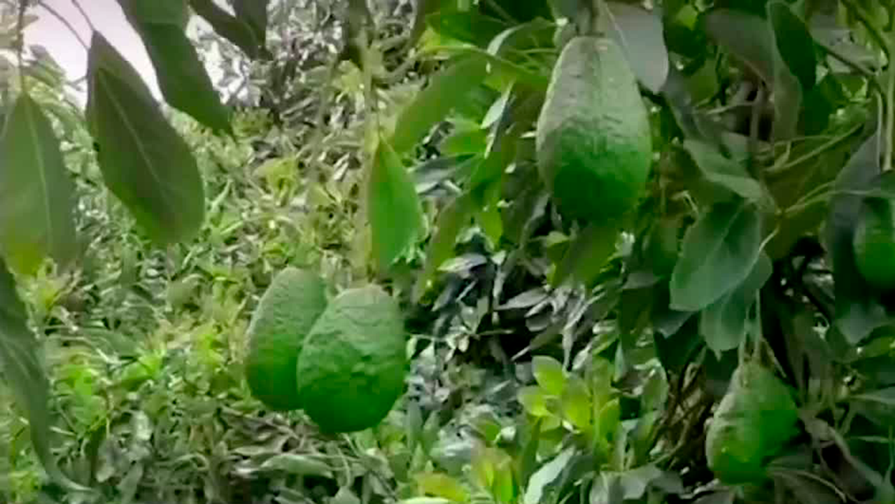 El gobernador de Michoacán informa que se reanuda la exportación de aguacate a Estados Unidos