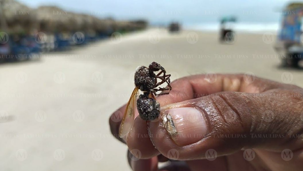 Insectos llegaron a la playa Miramar de Ciudad Madero. (Pablo Reyes)