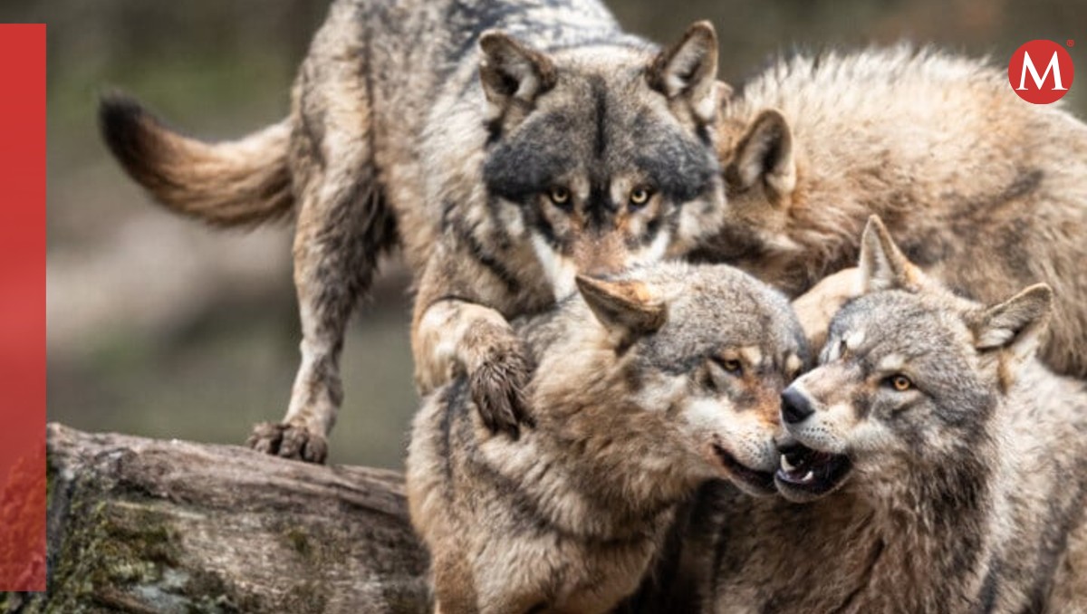 La jauría de lobos fue controlada y llevada a su jaula. | Especial