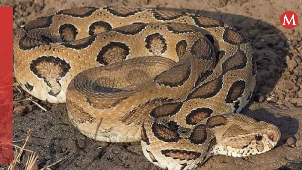 El veneno de la serpiente Russell es mortal, pero tiene antídoto. | Especial