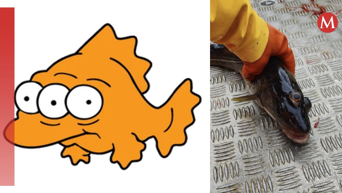 Encuentran pez con tres ojos como en Los Simpson
