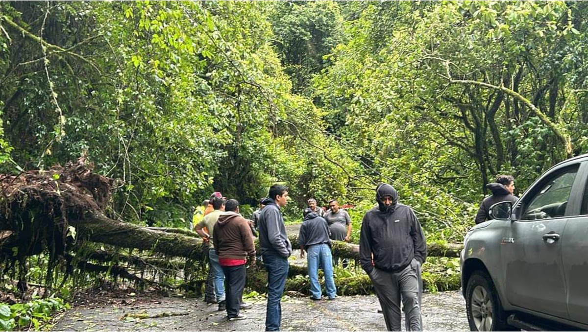 Árboles caídos bloquean el paso en la carretera Huejutla-Pachuca