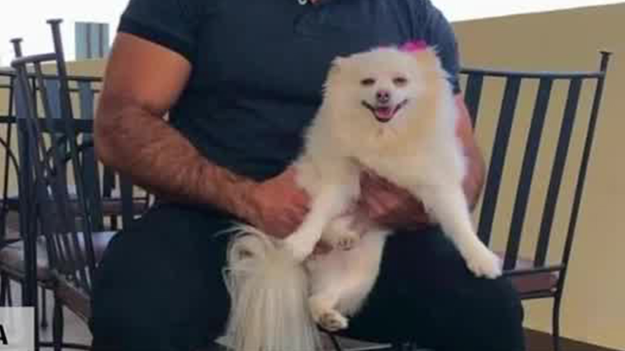 Investigaciones confirman muerte por caída de la perrita "Channel" en una veterinaria de Sonora