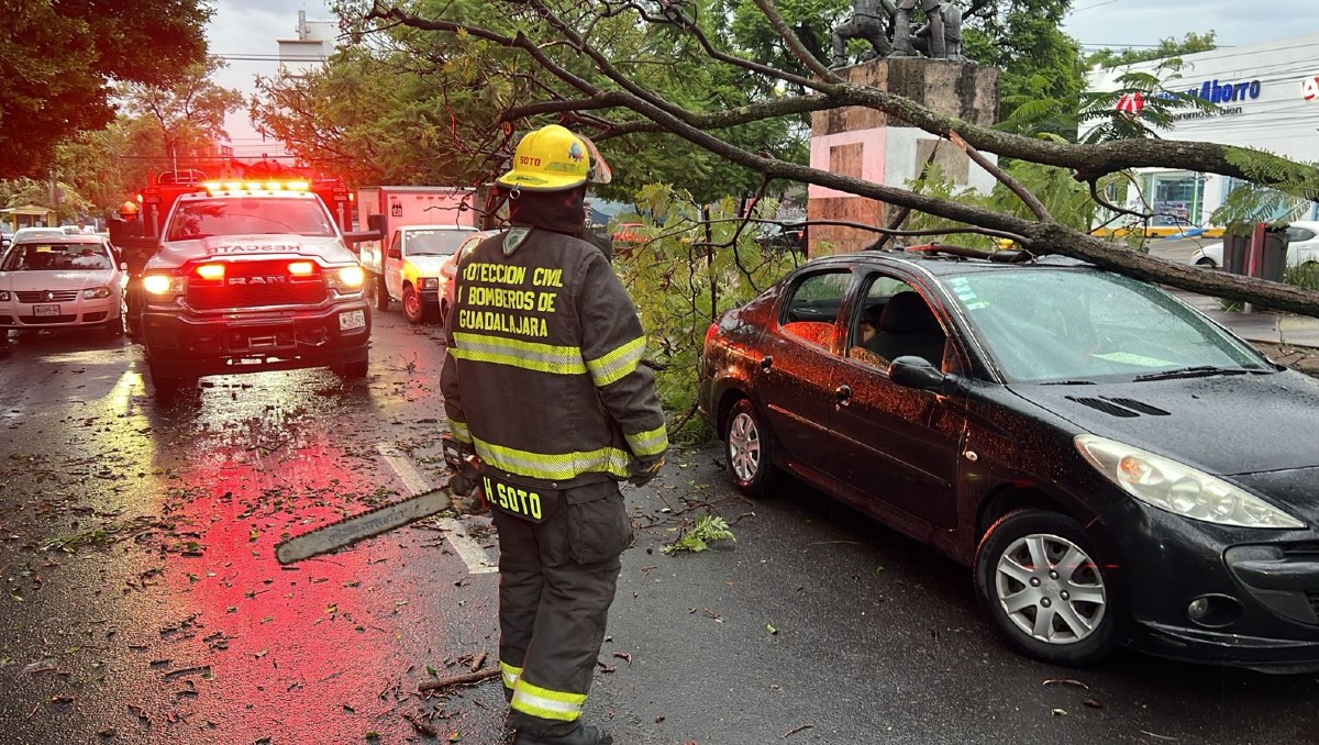 Lluvia deja árboles caídos en Guadalajara (Cortesía)