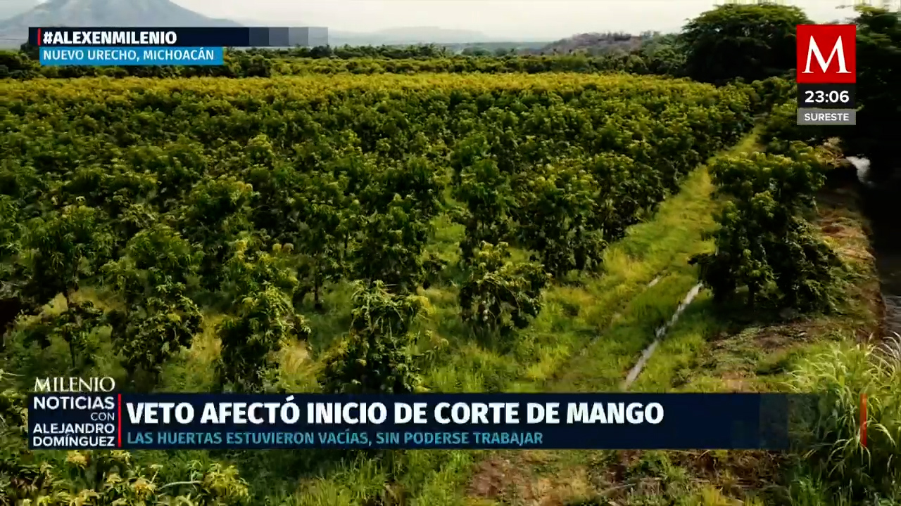 Milenio expone impacto del paro en exportaciones de aguacate y mango en Michoacán