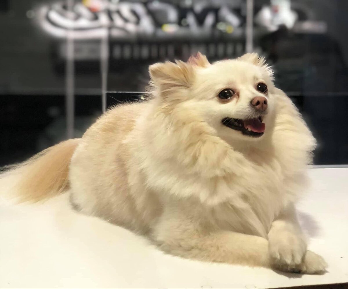 La perrita 'Channel' murió en la clínica Animal Kits Veterinaria de Sonora. | FGE