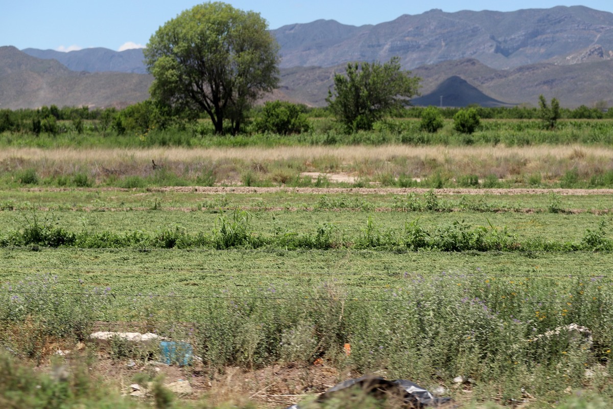 Siembra del ejido El Milagro en Mapimí, Durango. | Rolando Riestra