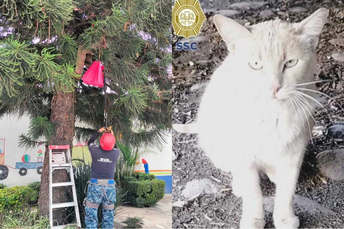 El animal fue adoptado por una mujer en la zona.