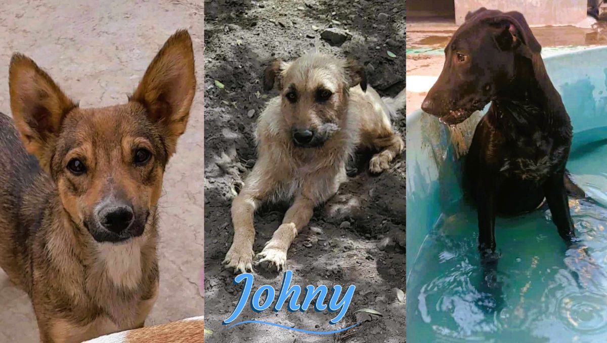 Perritos en adopción del albergue Patitas Laguneras. | Especial
