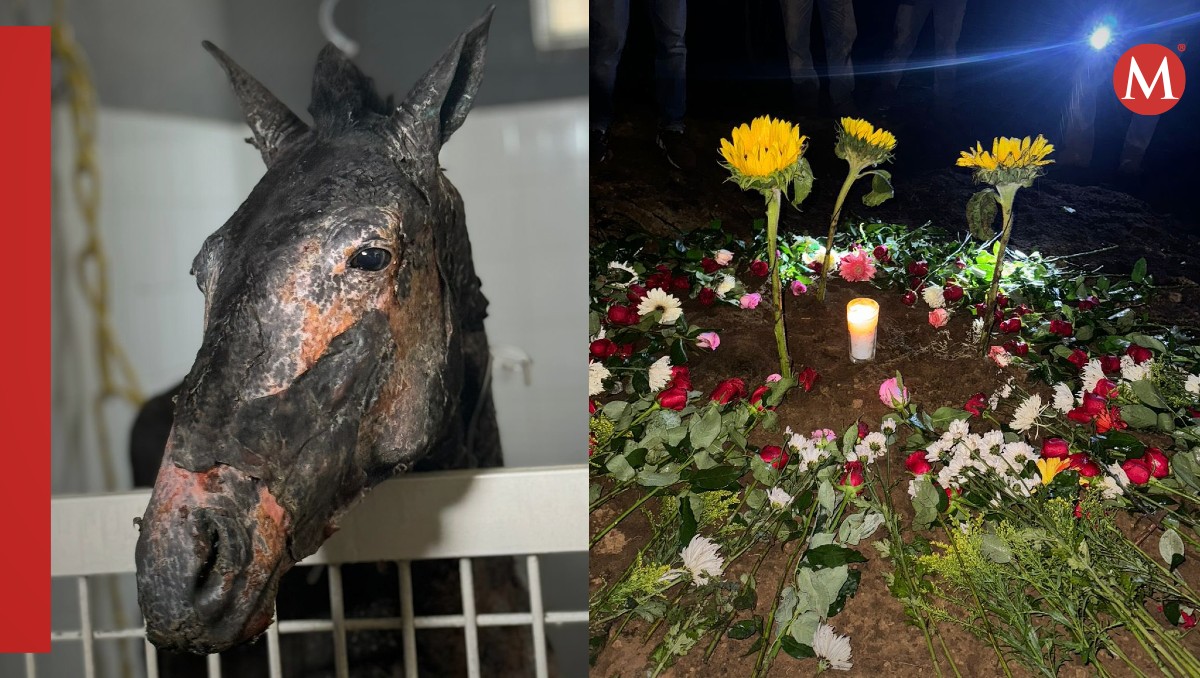 El caso del animalito se volvió viral en X |  Fotos: Organización Seres Libres