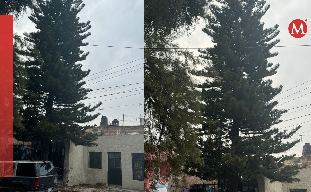 Colonos de Basilio Badillo piden la poda de dos pinos (Diana Barajas)