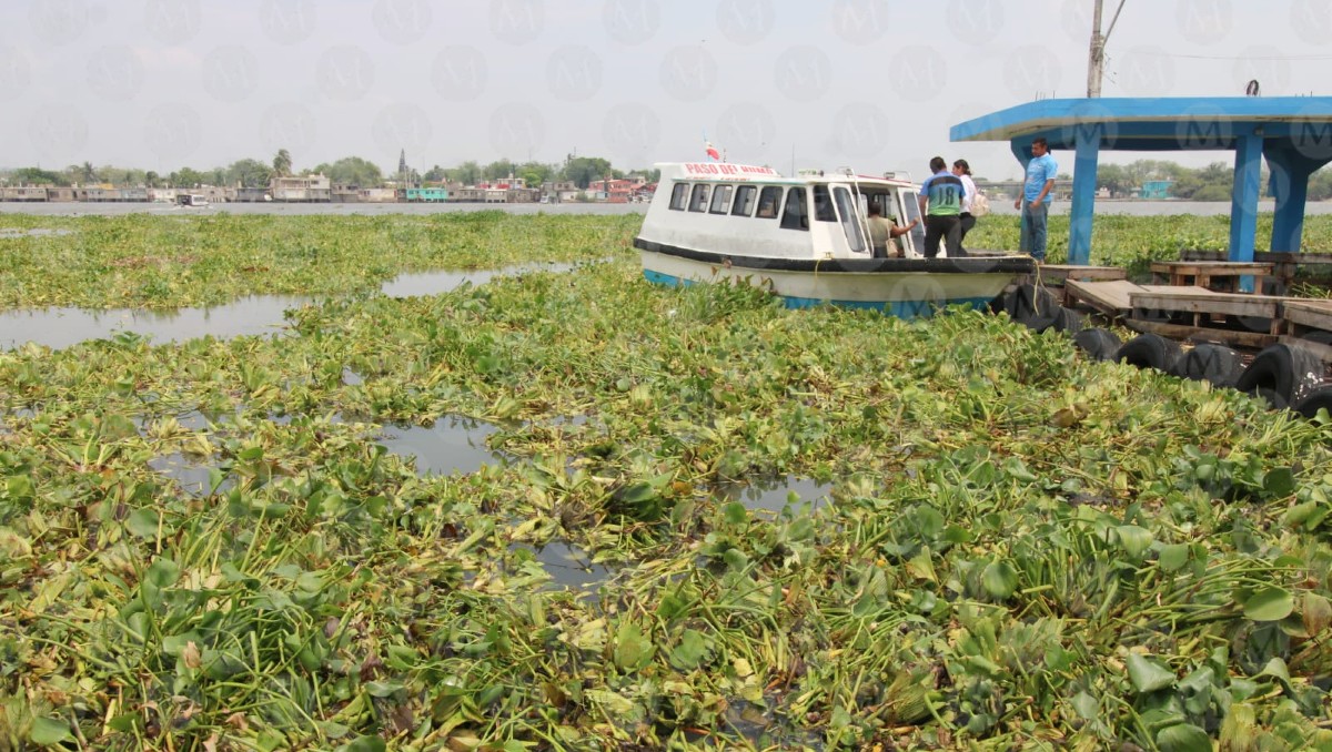 Lirio acuático en el río Panuco. (Yazmín Sánchez)