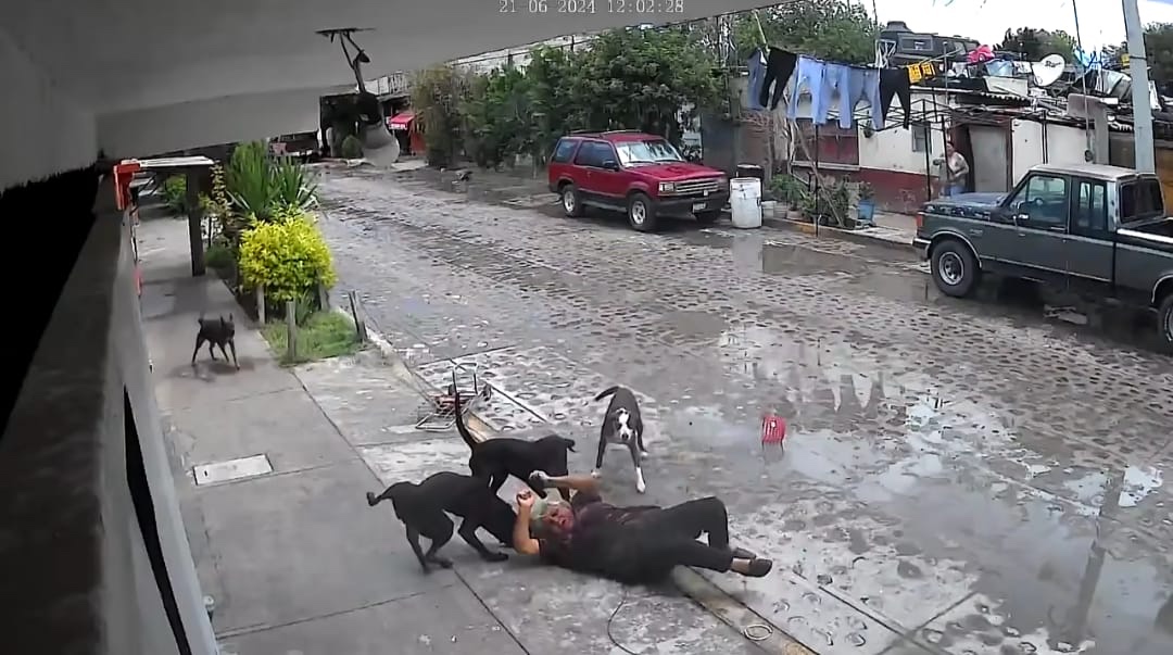 Una mujer fue atacada por cuatro perros en calles de Querétaro. | Especial