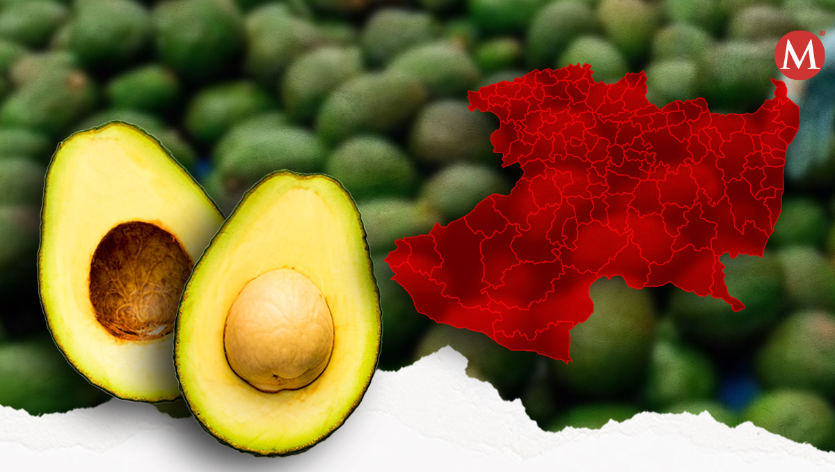 El Departamento de Agricultura de Estados Unidos paró la compra de aguacate por violencia contra sus funcionarios. | Samantha Martz