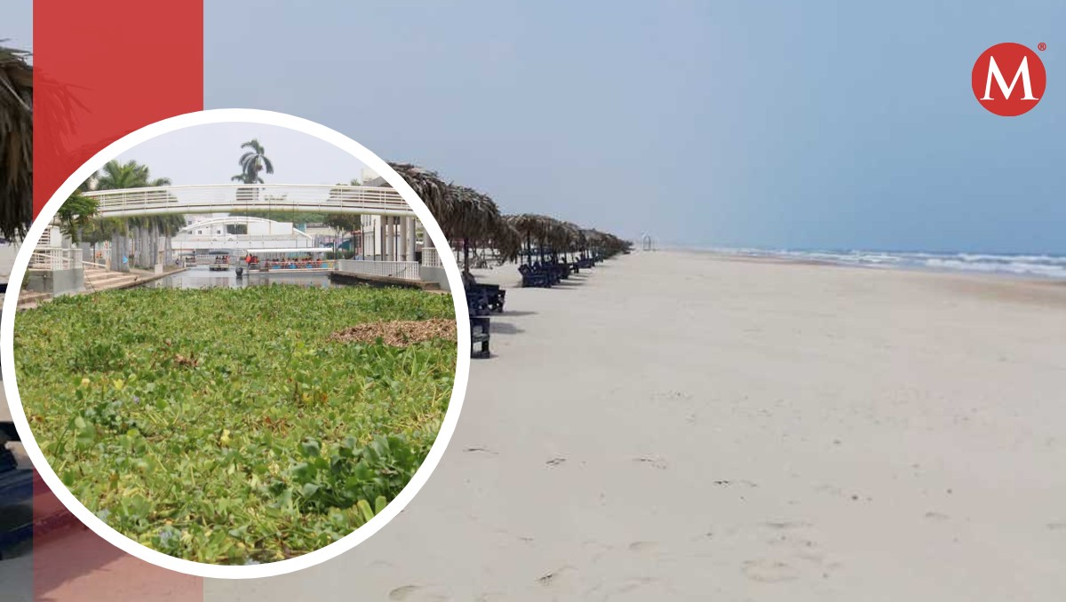 Lirio acuático y palizada podría llegar a playa Miramar