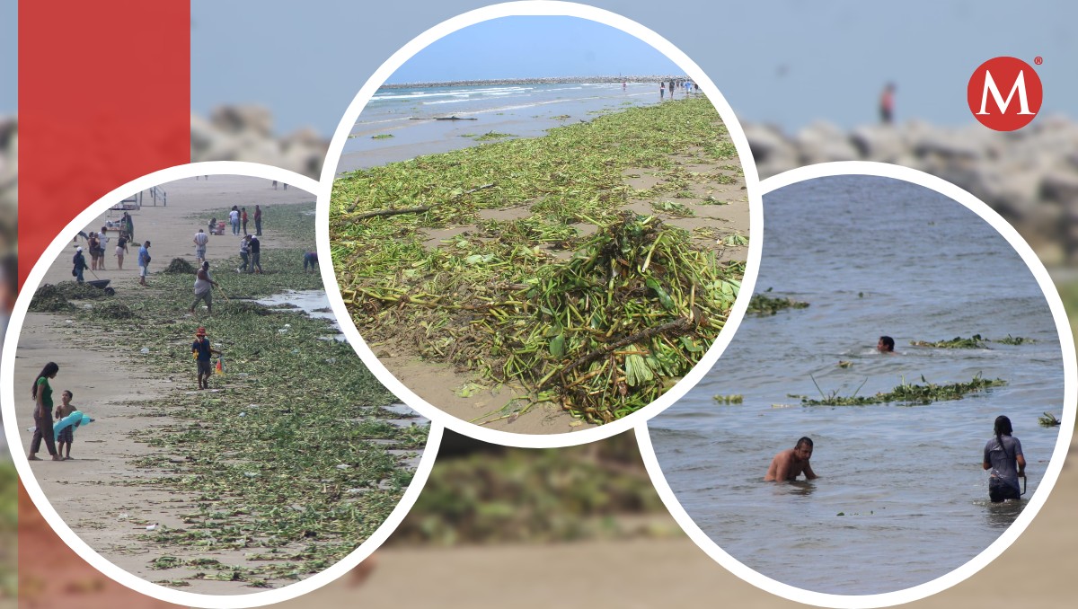Llega lirio acuático a playa Miramar procedente del río Pánuco