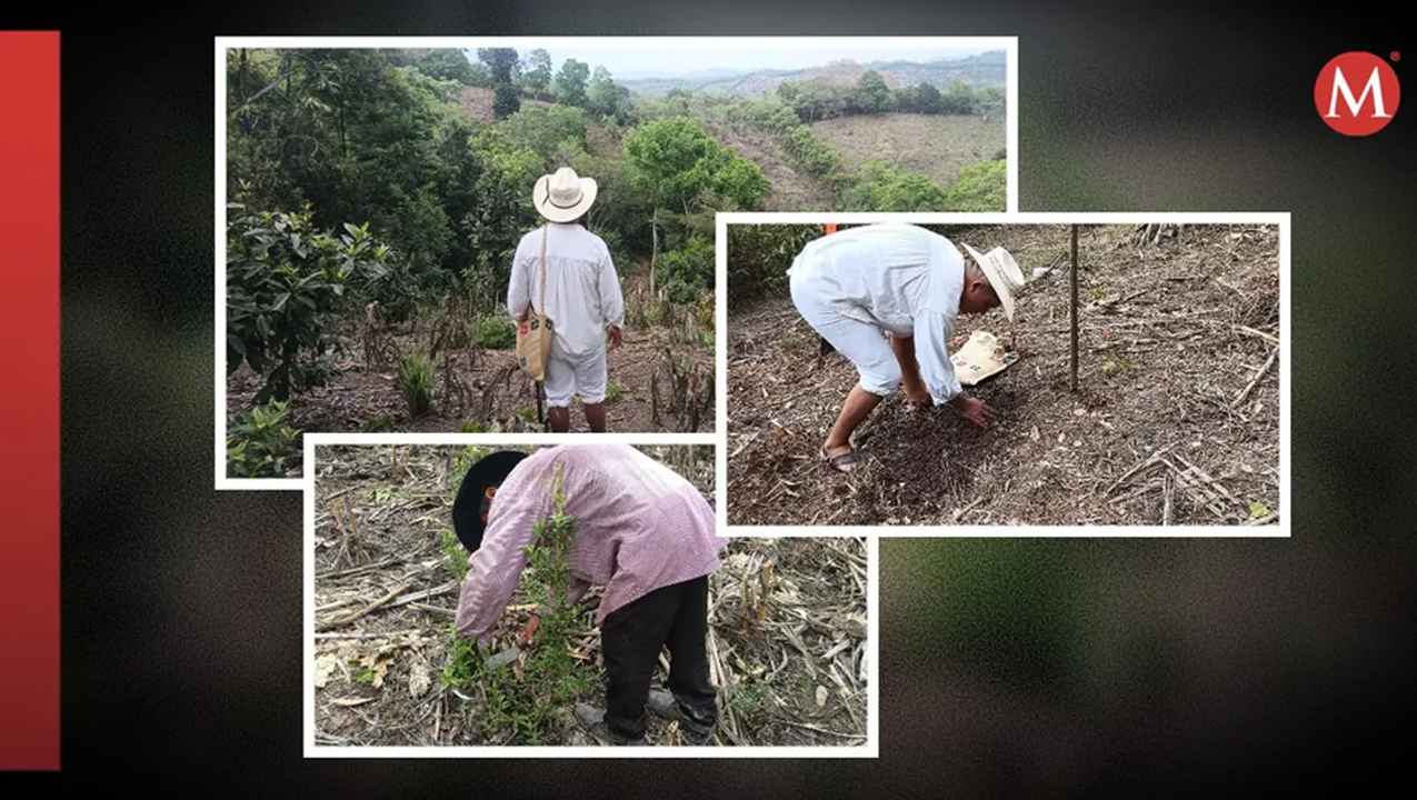 En Hidalgo, la siembra de la flor de cempasúchil da inicio a la fiesta más grande de la Huasteca