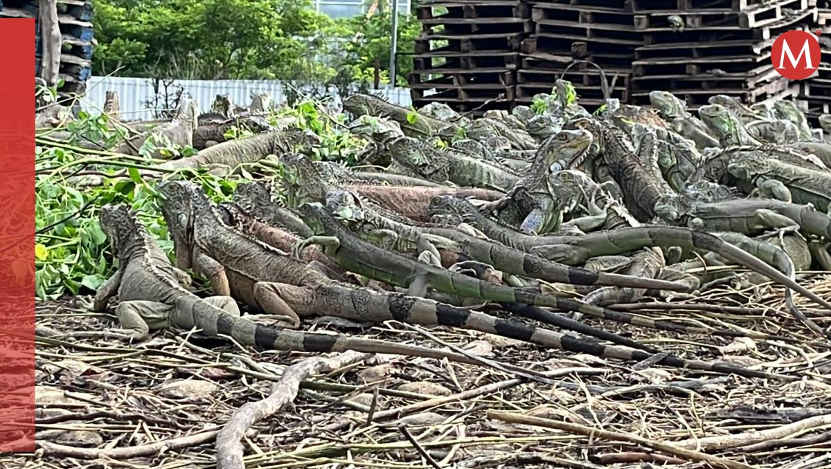 Innovación y tradición en el santuario de iguanas verdes de Arriaga | Abraham Jiménez López