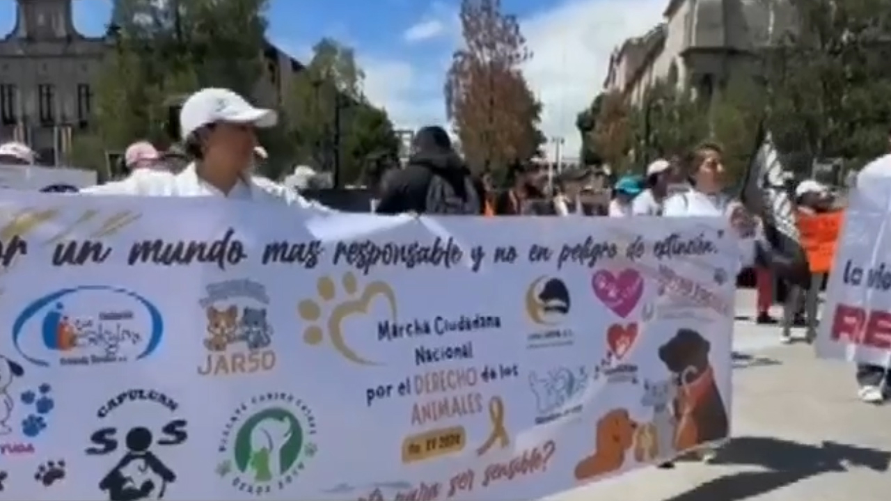 Activistas se manifiestan contra el maltrato animal en Toluca; denuncian 15 casos de abuso al mes