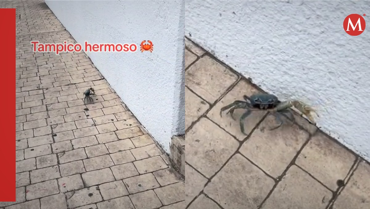 Cangrejo azul en estacionamiento de tienda en Tampico. (Especial)