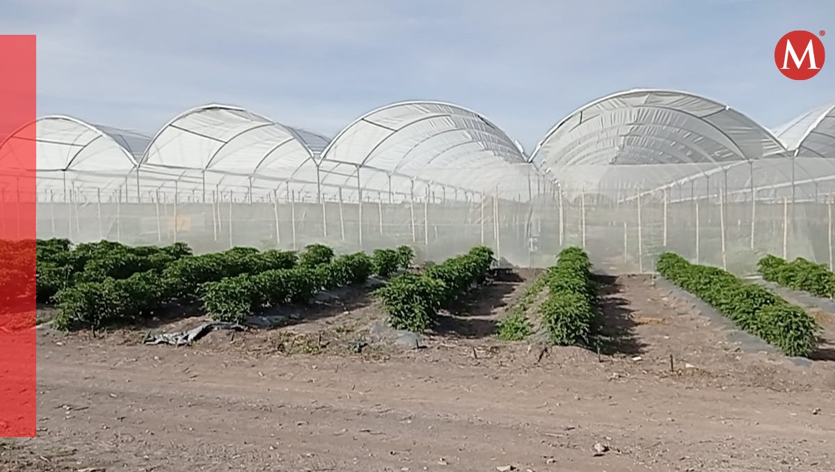 Cultivos en Tehuacán | Especial