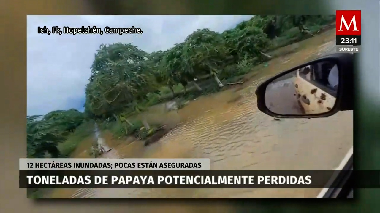 Lluvias inundaron miles de hectáreas de papaya en Campeche