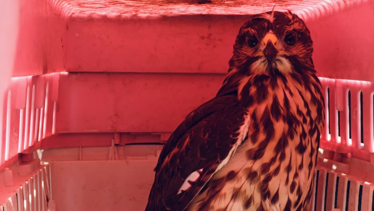 Una de las aves decomisadas por elementos de la Policía Municipal de Guadalajara (Foto: Cortesía)