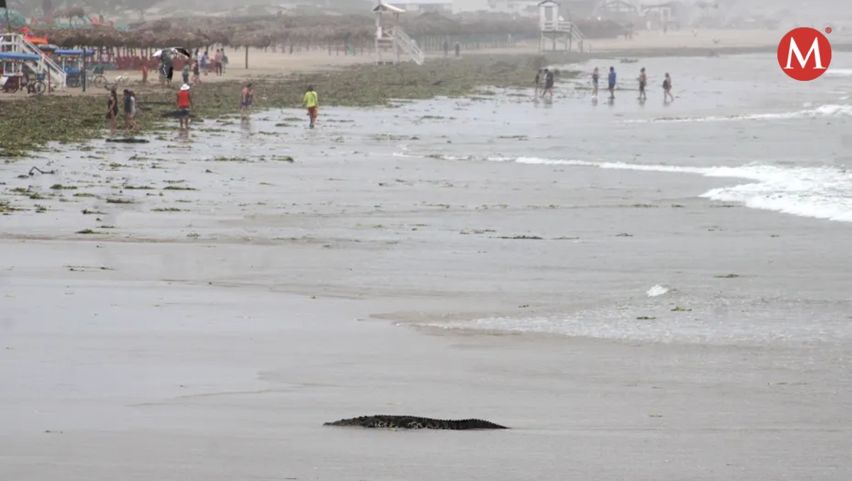 Cocodrilo en playa Miramar. Foto: Yazmín Sánchez
