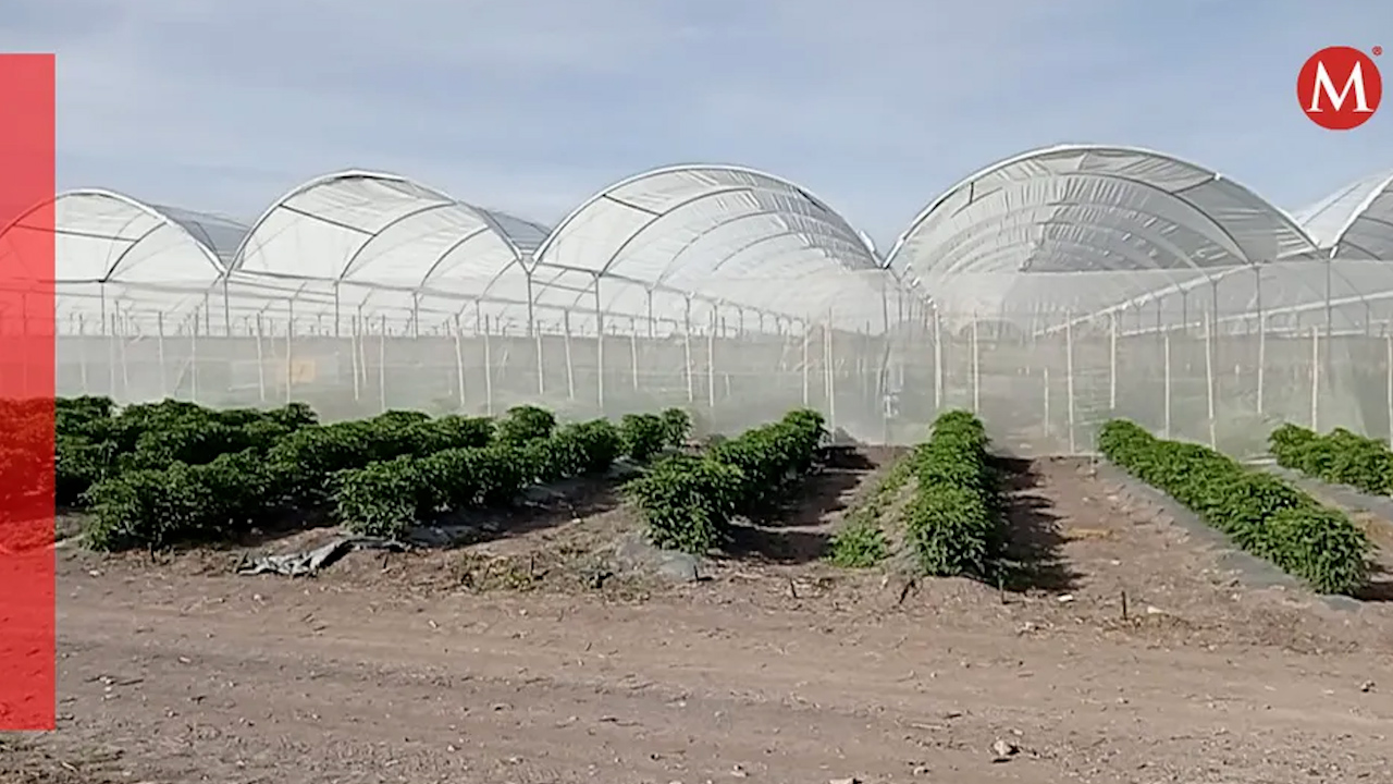 Cultivos en Tehuacán y Tecamachalco benefician a empresarios de China; poseen más de 500 hectáreas
