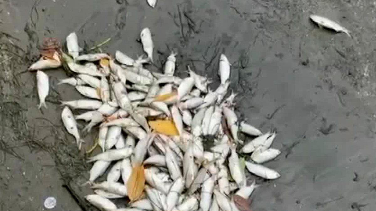 Habitantes reportan la muerte de cientos de peces en la 'Laguna del Ostión' en Coatzacoalcos
