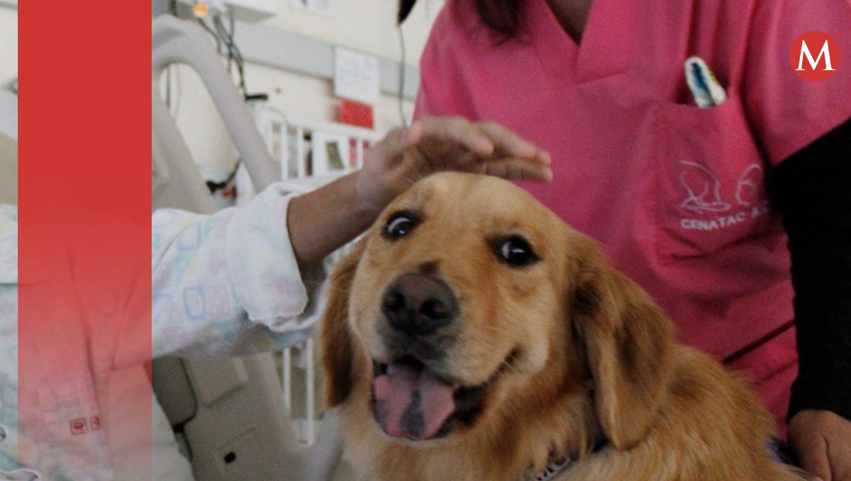 Perros de terapia asisten a niños y niñas en Hospital Pediátrico de Coyoacán | Especial