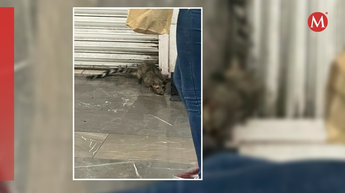 Reportan avistamiento de cacomixtle en estación Colegio Militar de la Ciudad de México.