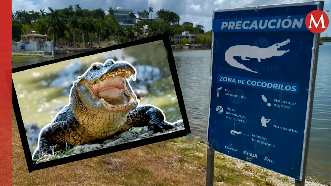 En Tampico, población teme que salgan cocodrilos tras desborde de laguna del Carpintero