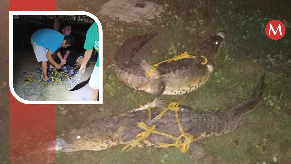 Con recursos propios habitantes atrapan cocodrilos en Tampico