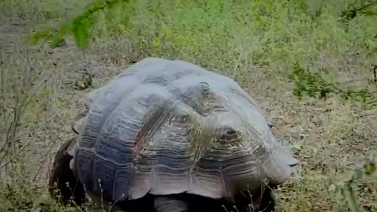 En Ecuador, realizan investigación sobre las tortugas gigantes | Milenio Hábitat
