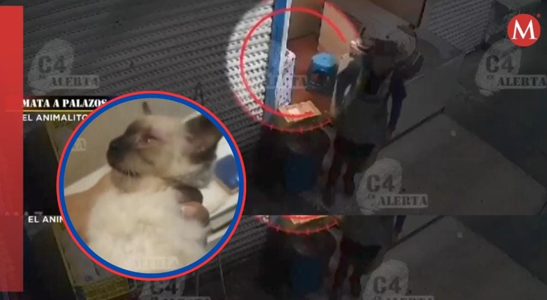 El gato murió después del ataque.